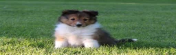 Shetland Sheepdog dogs for sale: Lark - Ad 8