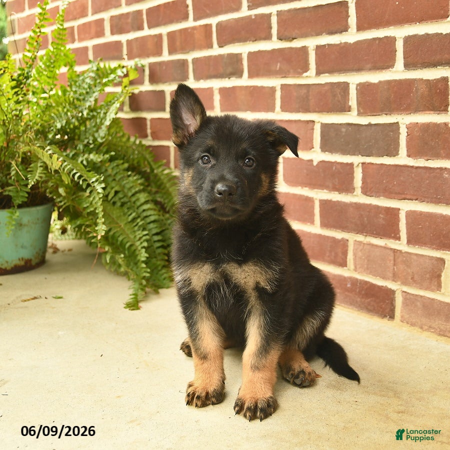 German Shepherd dogs Bennet - Ad 1