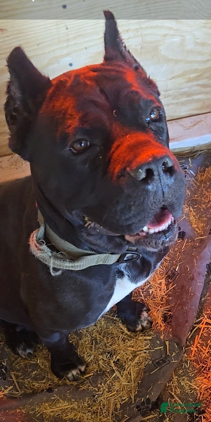 Cane Corso dogs Cane Corso Puppy 1 - Ad 2