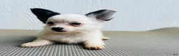 Papillon dogs for sale: Simba - Ad 2