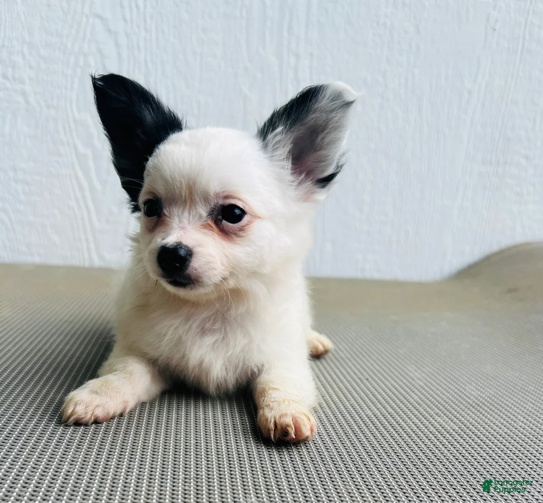 Papillon dogs for sale: Simba - Ad 2
