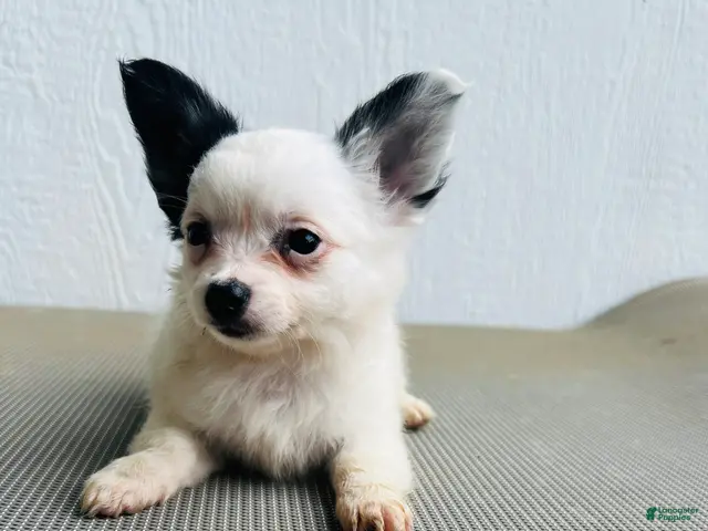 Papillon dogs for sale: Simba - Ad 2