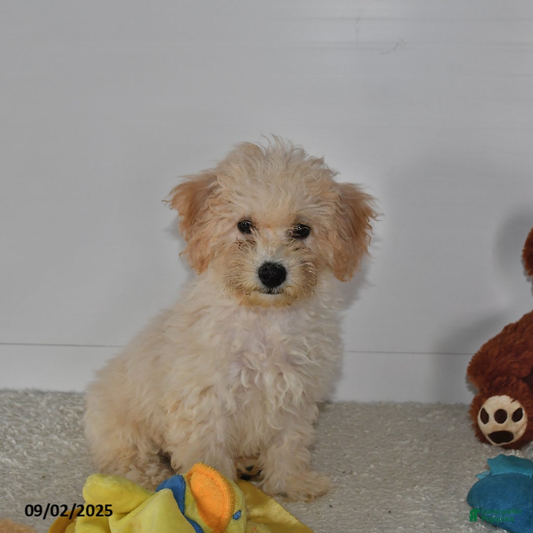 Bichpoo dogs for sale: Cinderella - Ad 22