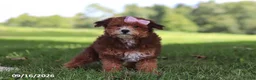 Yochon dogs for sale: Lexi - Ad 2