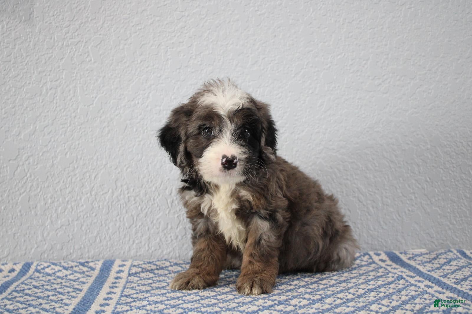 Mini Goldendoodle dogs Vino - Ad 2