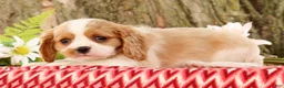 Cavalier King Charles Spaniel dogs for sale: Zoe - Ad 4