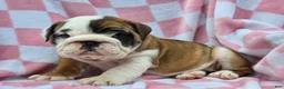 English Bulldog dogs for sale: Mocha - Ad 6