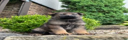 German Shepherd dogs for sale: Western - Ad 1