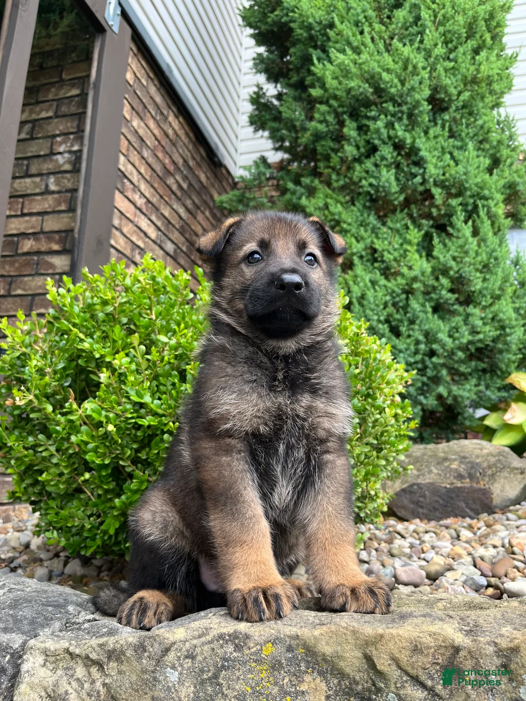 German Shepherd dogs for sale: Western - Ad 1
