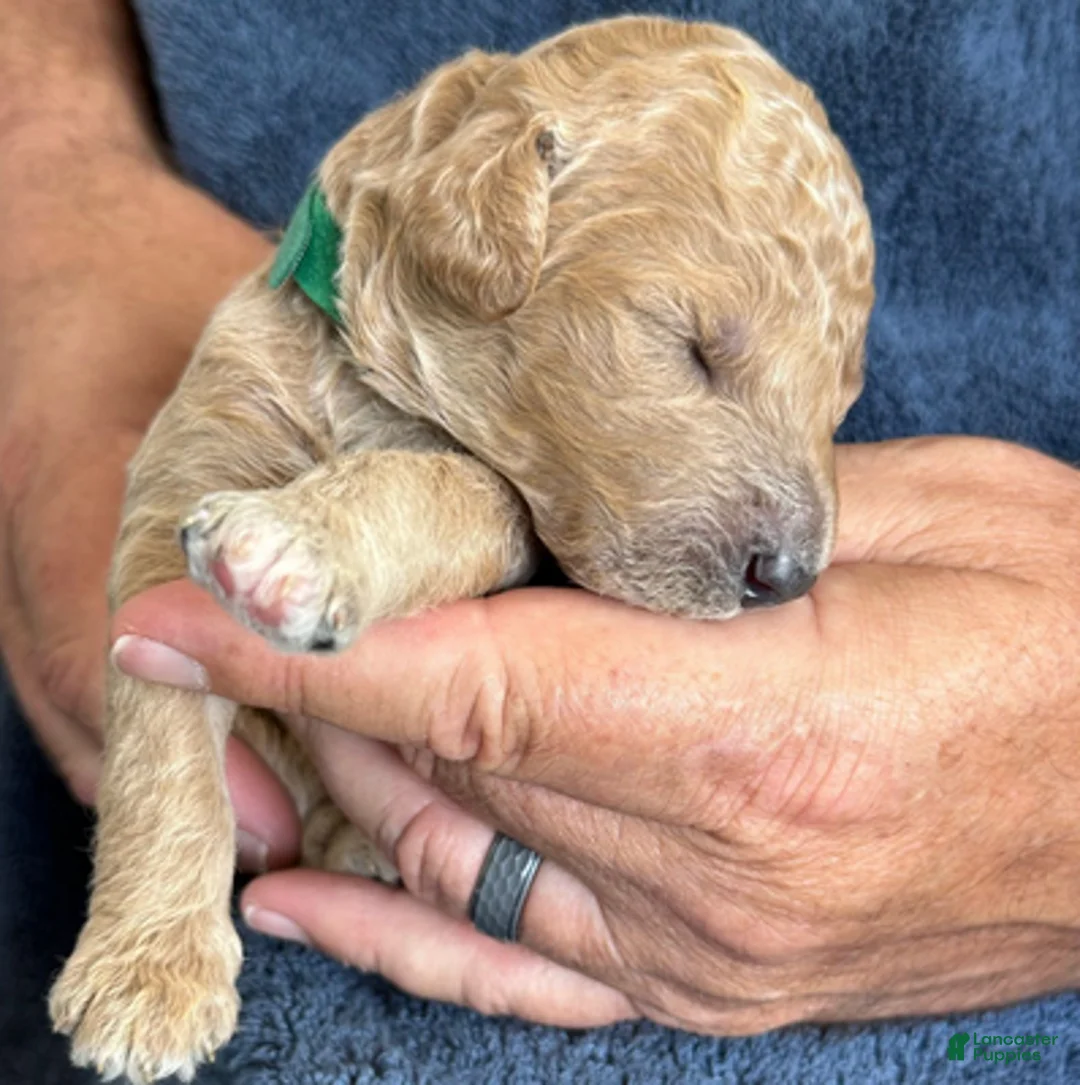 Goldendoodle dogs for sale: Male Green Collar(Hulk) - Ad 2