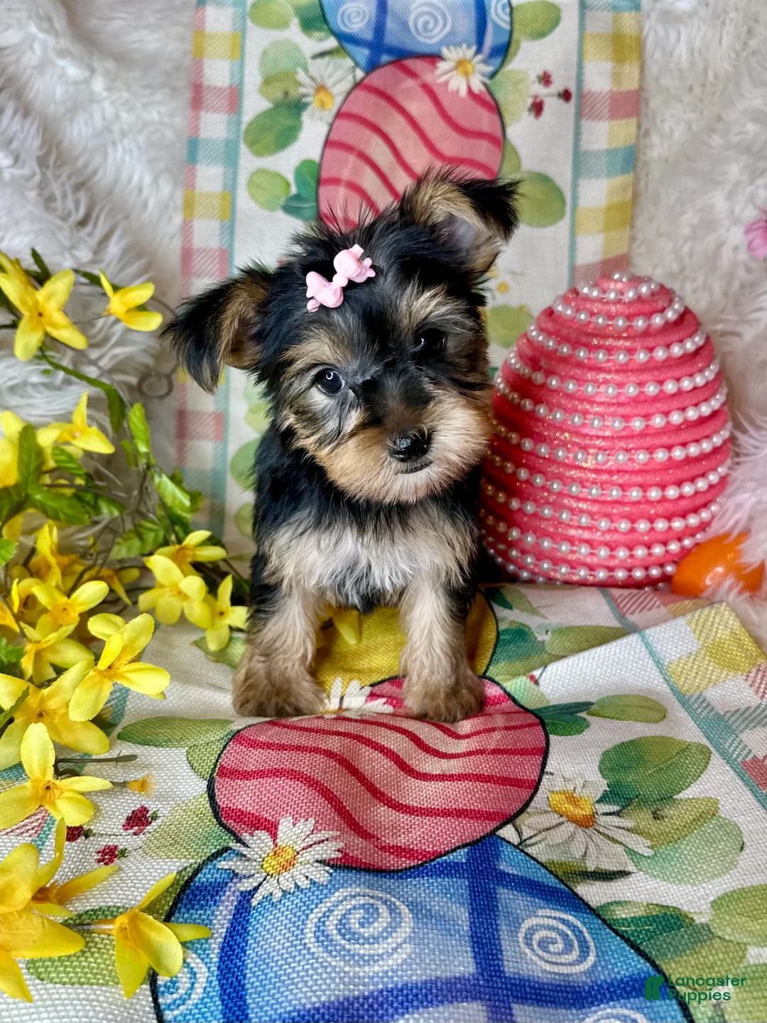 Yorkshire Terrier dogs for sale: Bloom🌸 - Ad 2