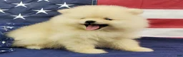Pomeranian dogs for sale: Wrangler - Ad 9
