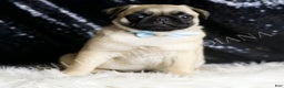 Pug dogs for sale: Rocky - Ad 5
