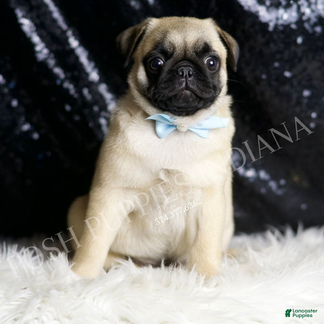 Pug dogs for sale: Rocky - Ad 5