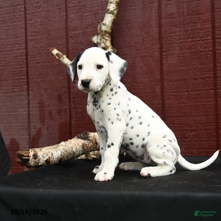 Dalmatian dogs Jingles - Ad 2