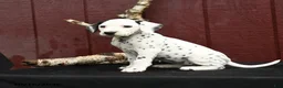 Dalmatian dogs for sale: Jingles - Ad 2