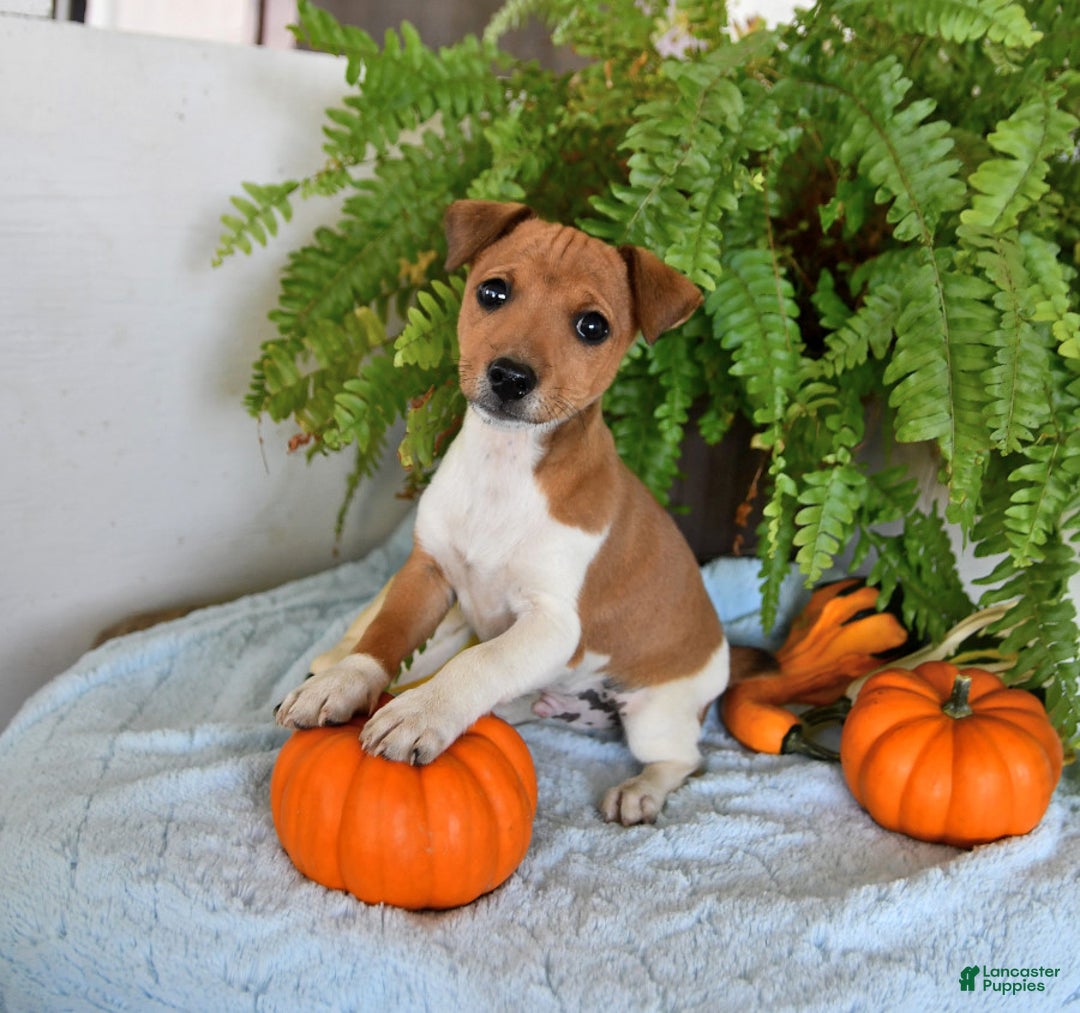 Gallery Image {{count}}