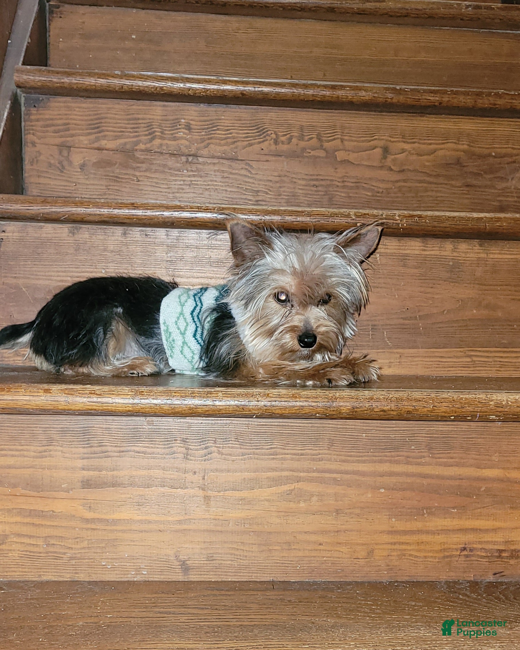 Yorkshire Terrier dogs Yorkshire Terrier Puppy  - Ad 34