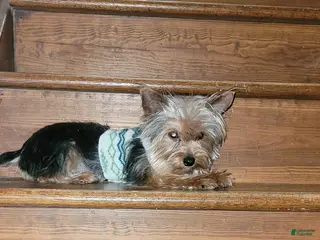 Yorkshire Terrier dogs Yorkshire Terrier Puppy - Ad 34