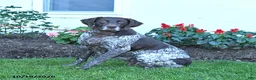 German Shorthaired Pointer dogs for sale: Calliber - Ad 2