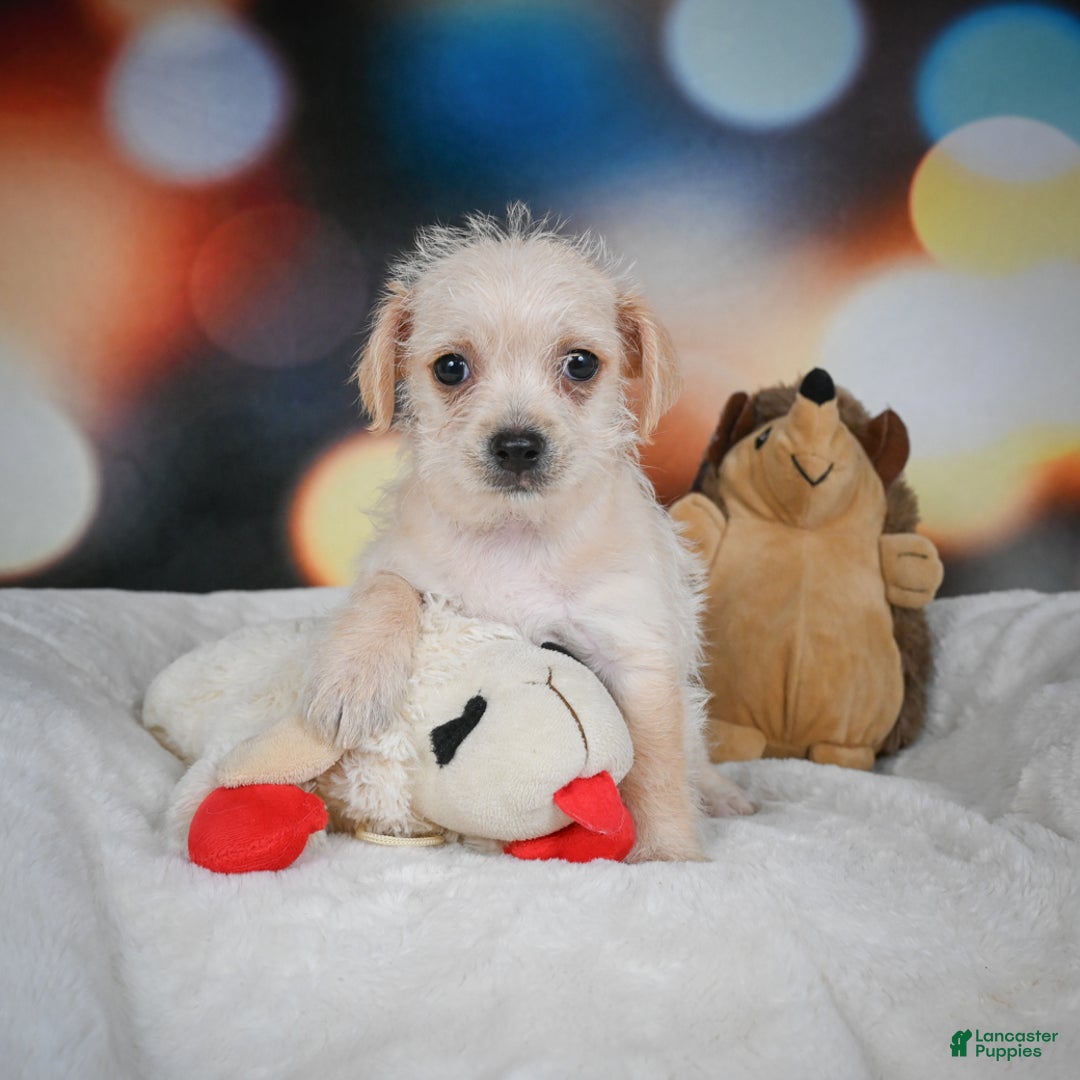 Chihuahua dogs for sale: Hadassah - Ad 7