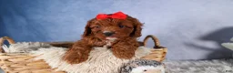 Cavapoo dogs for sale: GUS - Ad 4