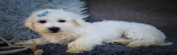 Maltese dogs for sale: Bryson 🐾 - Ad 8