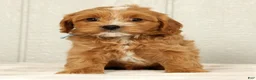 Cavapoo dogs for sale: Bobby - Ad 4