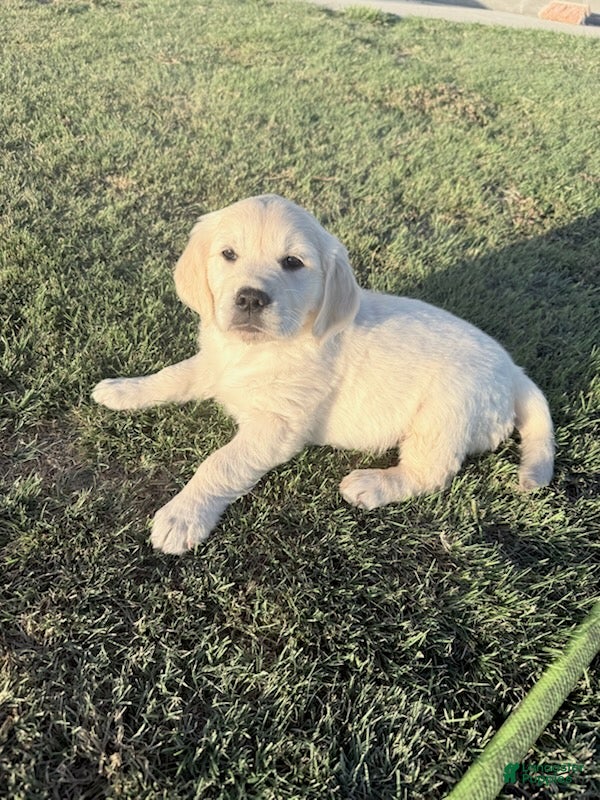 Golden Retriever dogs Black Girl - Ad 3