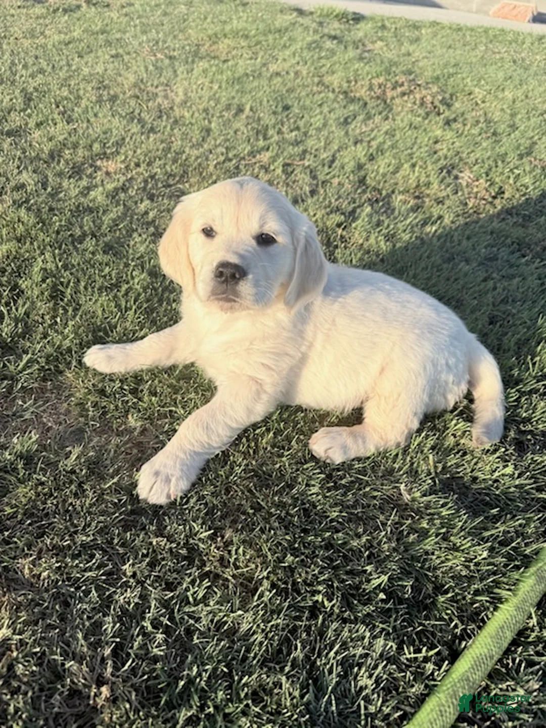 Golden Retriever dogs for sale: Black Girl - Ad 1