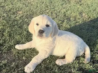 Golden Retriever dogs Black Girl - Ad 3