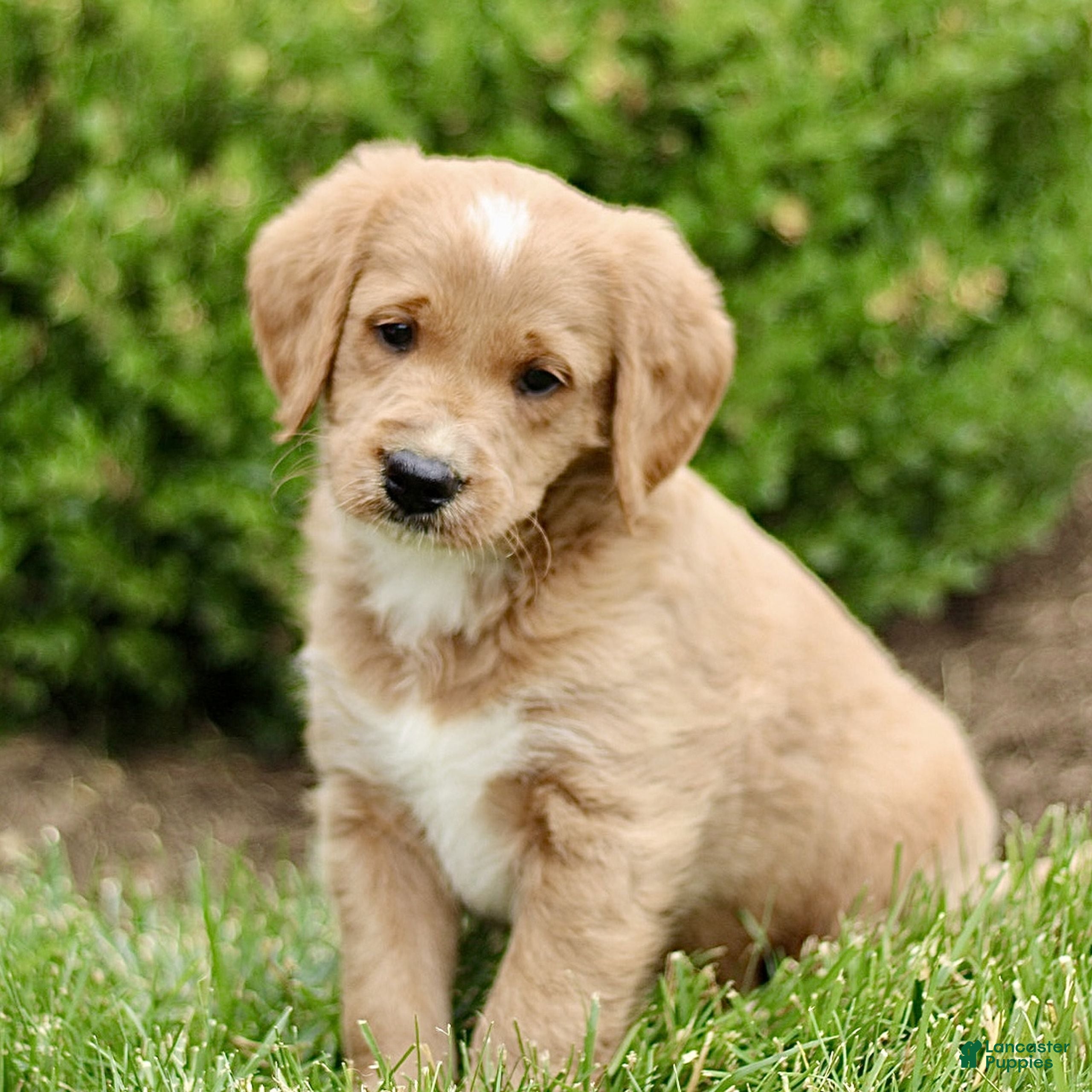 Labradoodle dogs Star  - Ad 1