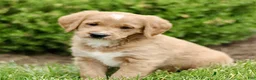 Labradoodle dogs for sale: Star  - Ad 1