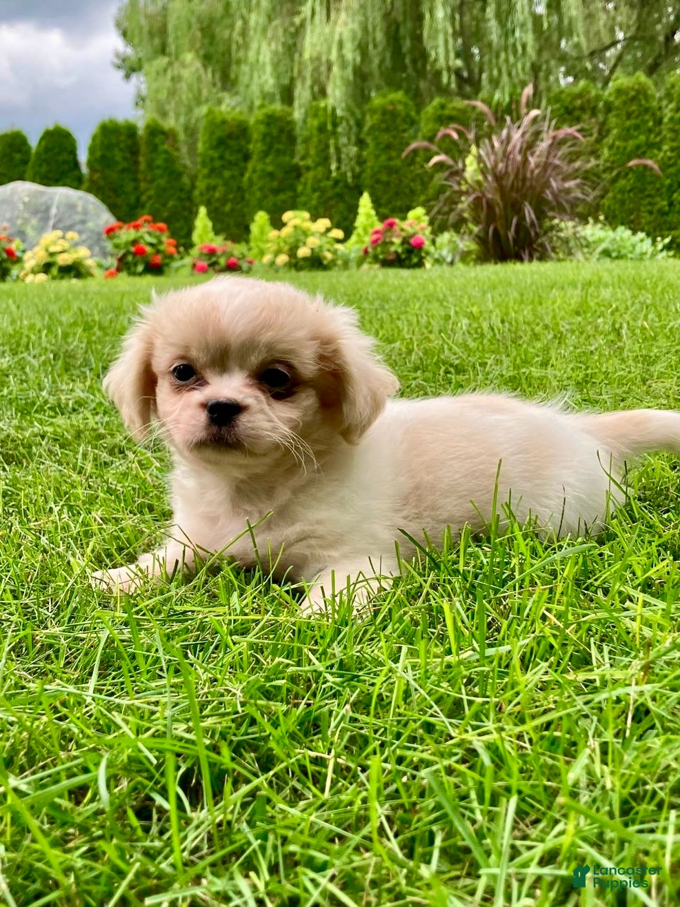 Shih Tzu dogs Honey - Ad 2