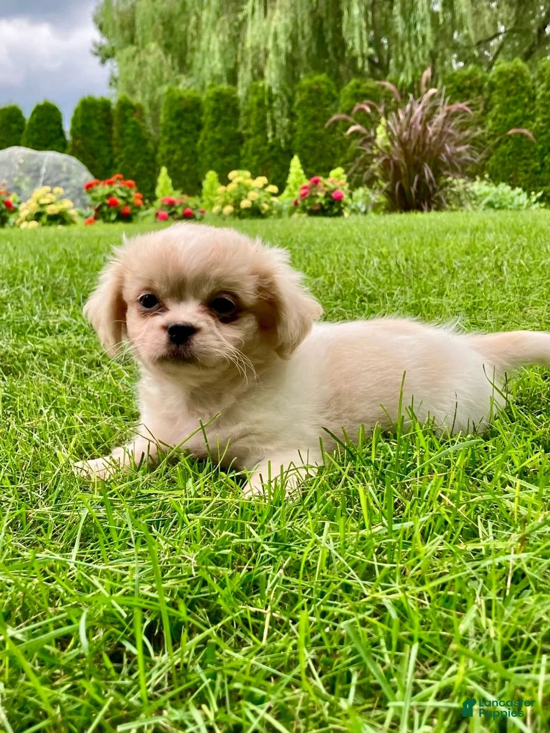 Shih Tzu dogs for sale: Honey - Ad 2