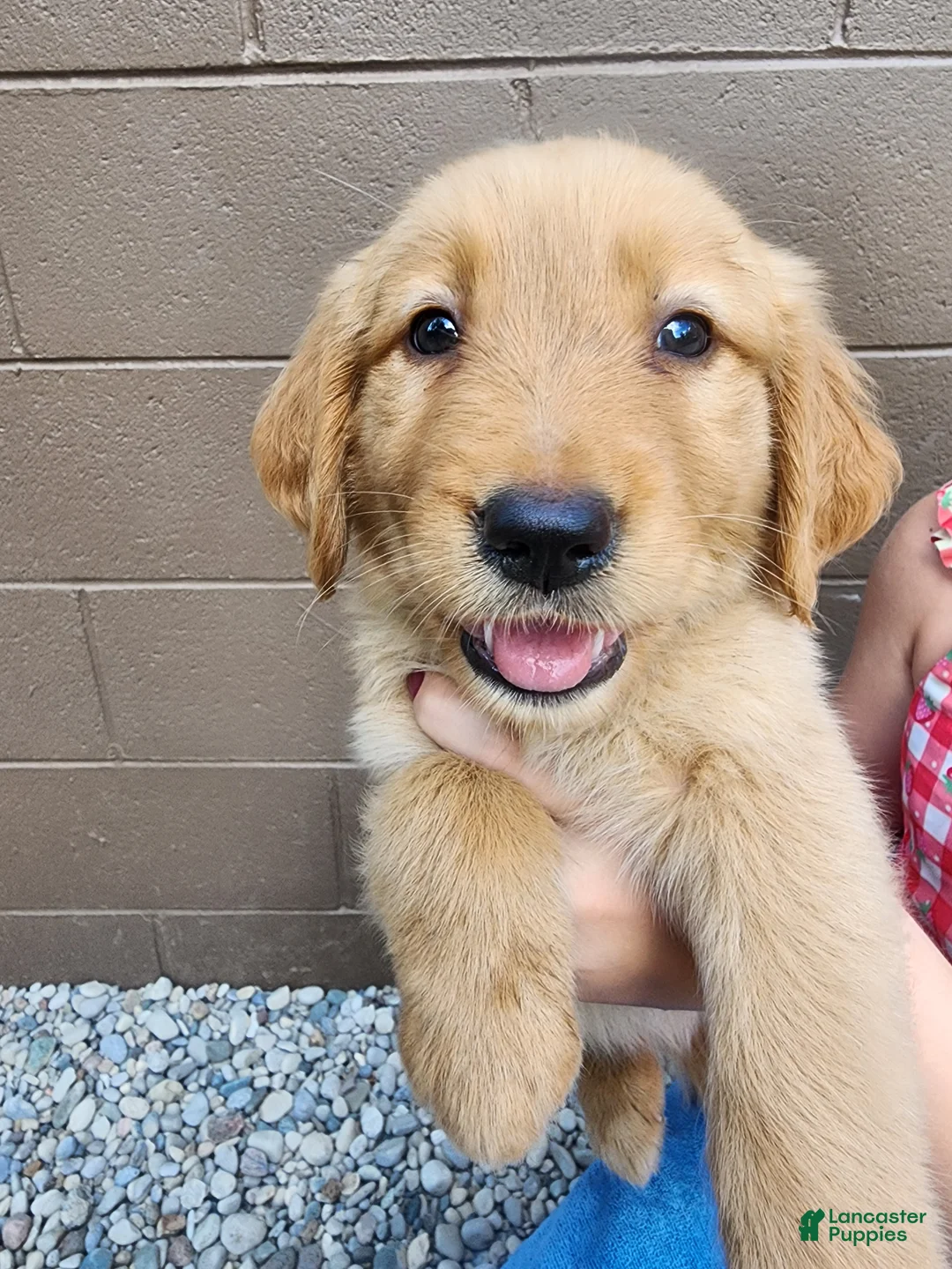 Golden Retriever dogs for sale: AKC Lola - Ad 4