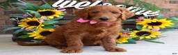 Goldendoodle dogs for sale: Riley - Ad 5