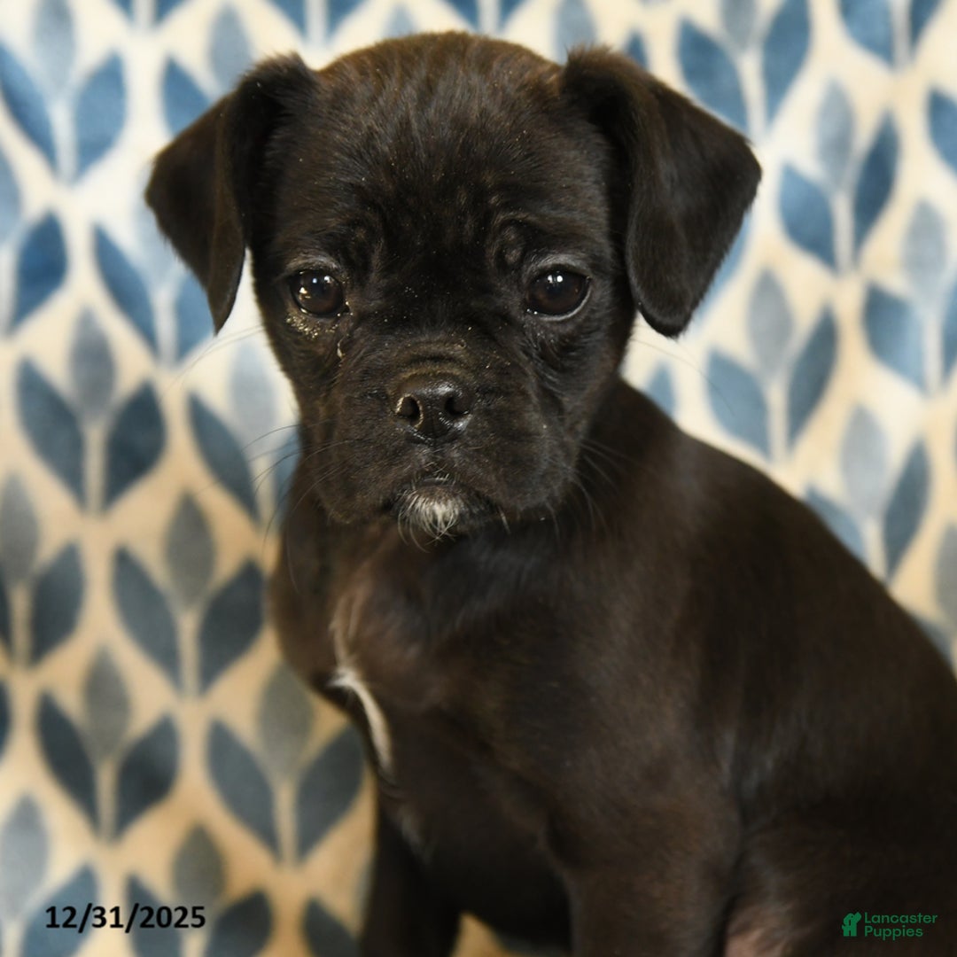 Mixed Breed dogs for sale: Xena - Ad 2