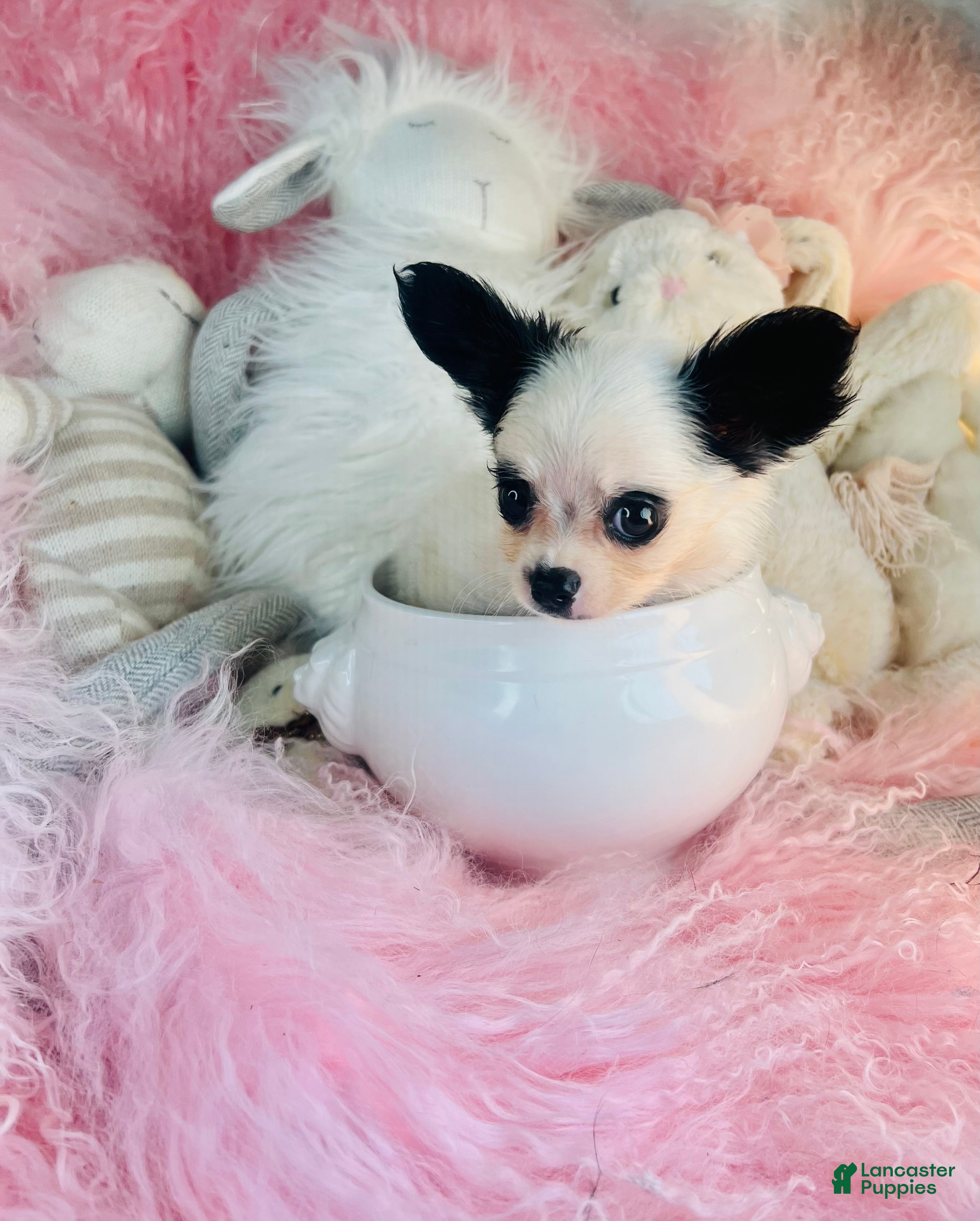 Chihuahua dogs Teacup/Pocketbook Chihuahua 1 - Ad 1