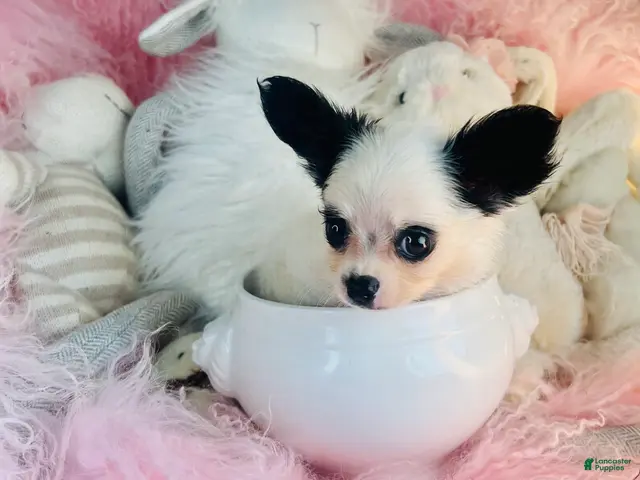 Chihuahua dogs Teacup/Pocketbook Chihuahua 1 - Ad 1