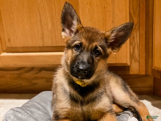 German Shepherd dogs - Ad 35