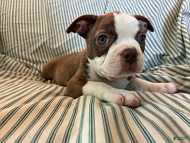 Boston Terrier dogs Carla - Ad 2