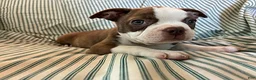 Boston Terrier dogs for sale: Carla - Ad 2