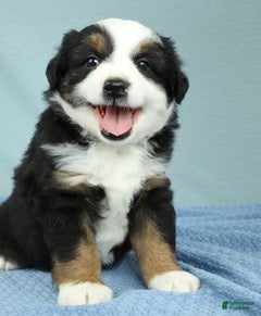Miniature Australian Shepherd dogs Ashton 🌵 - Ad 1