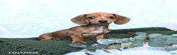 Miniature Dachshund dogs for sale: Joy - Ad 1