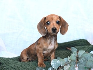 Miniature Dachshund dogs Joy - Ad 35