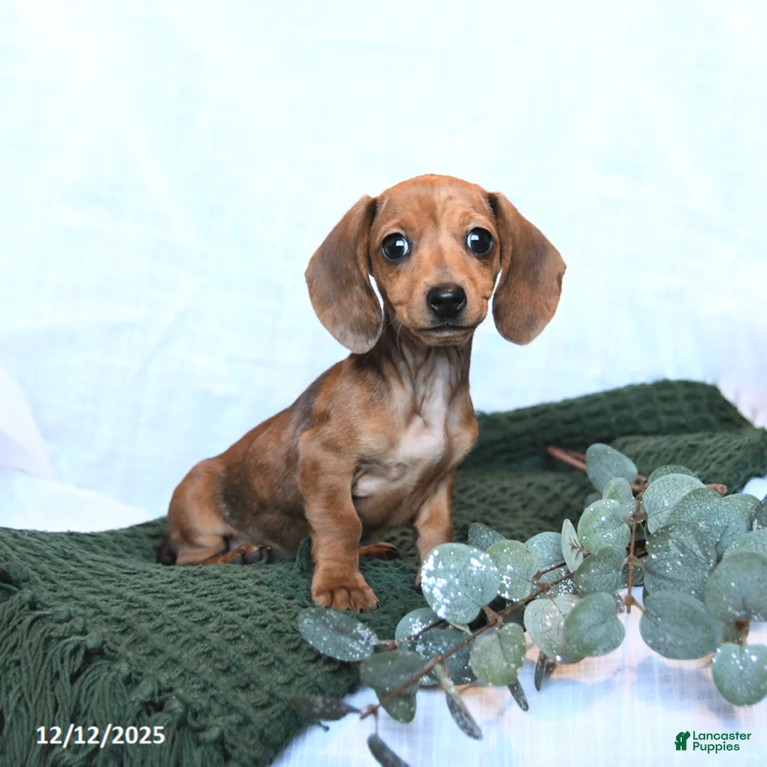 Miniature Dachshund dogs for sale: Joy - Ad 1
