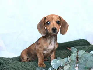 Miniature Dachshund dogs Joy - Ad 17