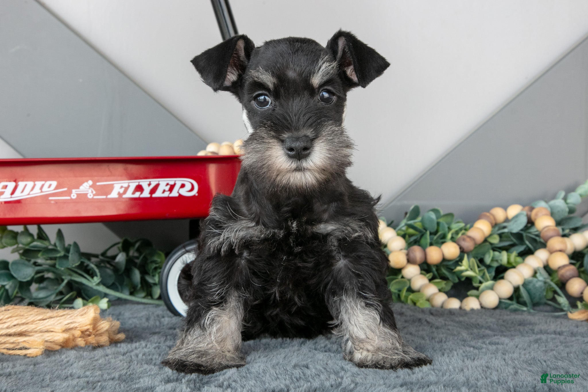 Miniature Schnauzer dogs Lexi - Ad 1