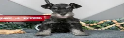 Miniature Schnauzer dogs for sale: Lexi - Ad 1